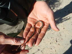 Image of Longtail Whip Lizard