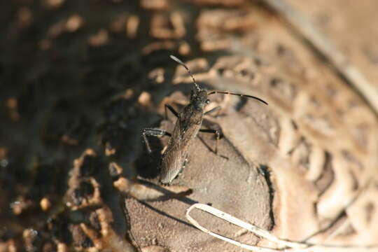 Alydus calcaratus (Linnaeus 1758) resmi