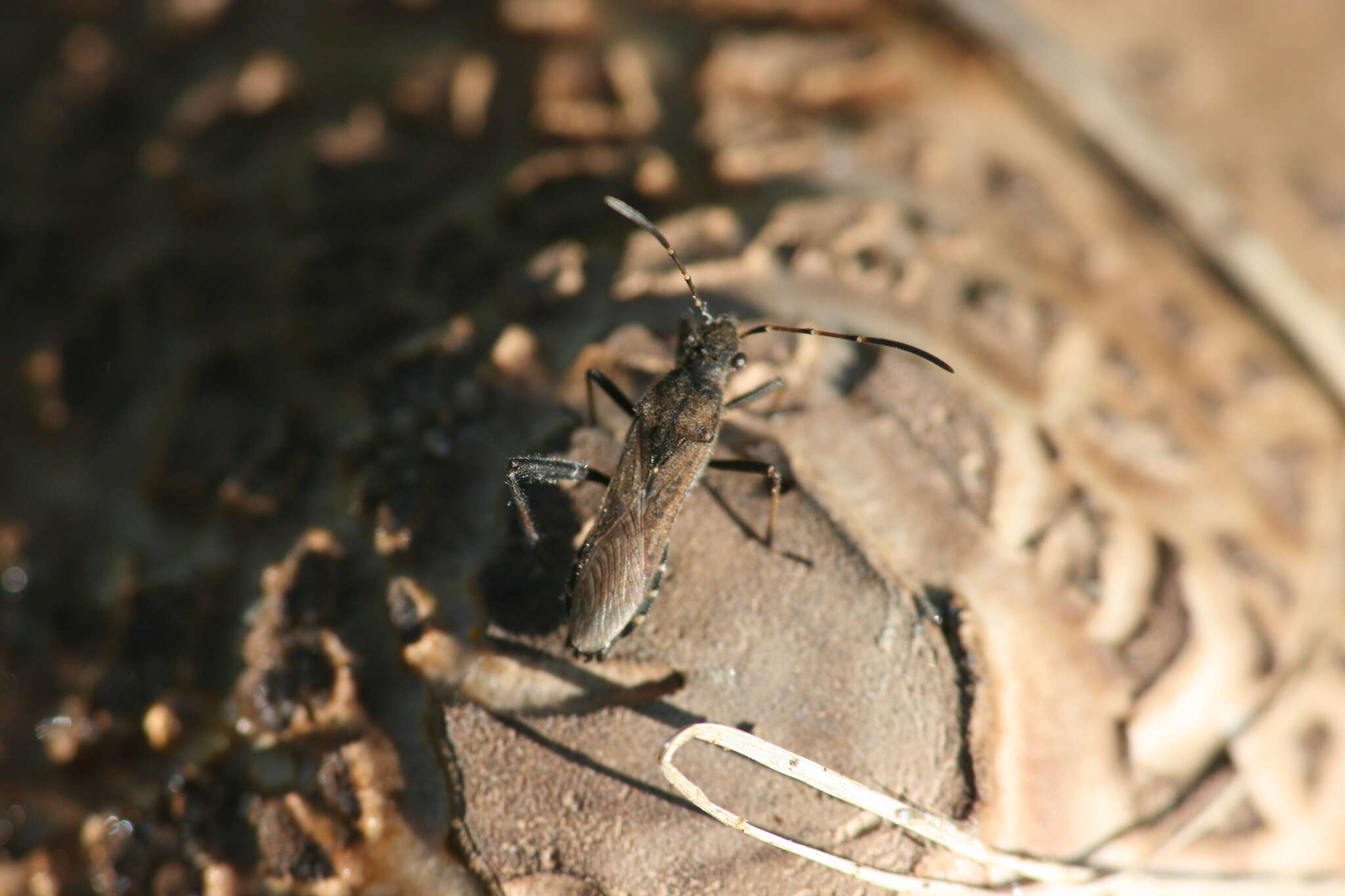 Image of Redbacked broad-headed bug