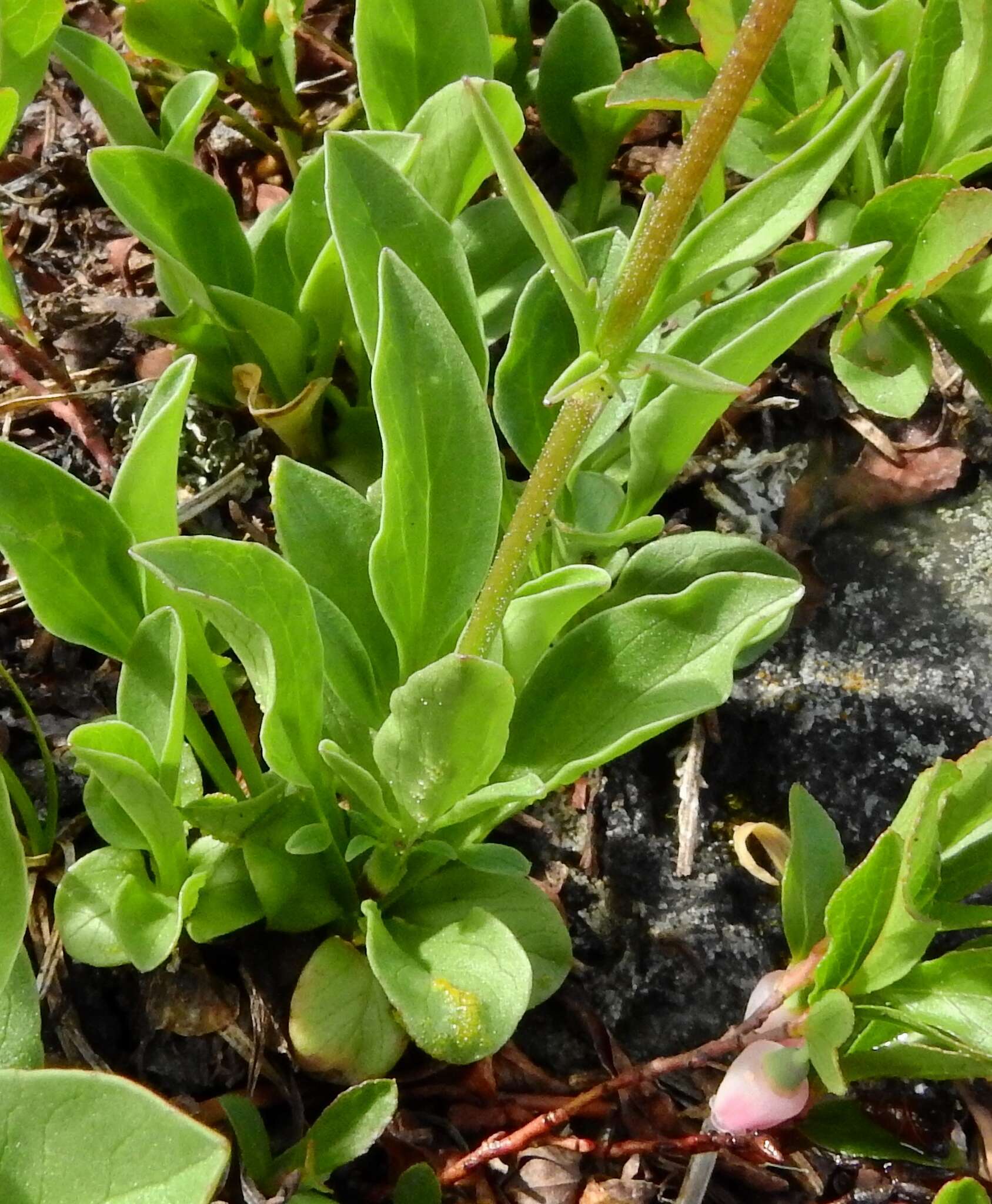 Image of Cordilleran Valerian