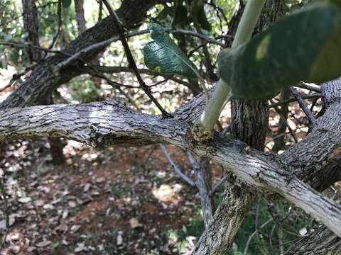 صورة Piptocarpha rotundifolia (Less.) Baker