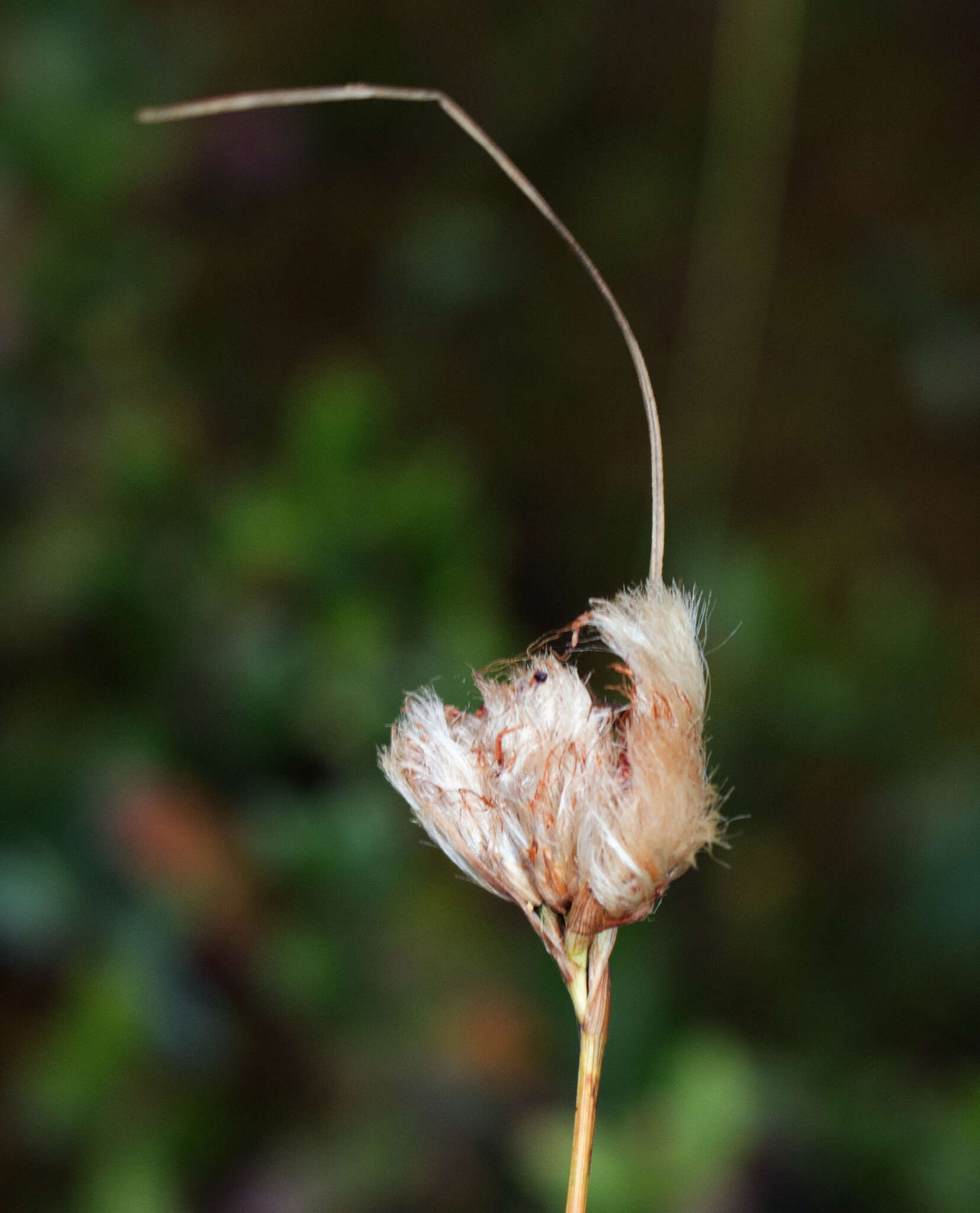 Image of Tawny Cotton-Grass