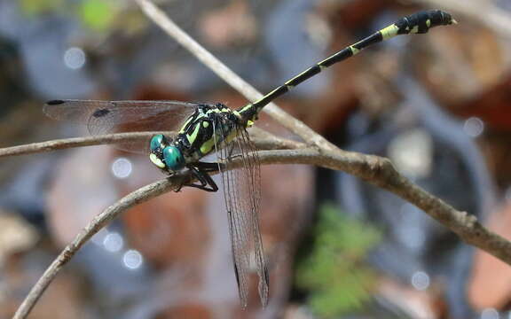 Image of Austroepigomphus Fraser 1953