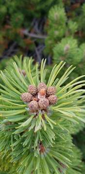 Image of Mountain Pine