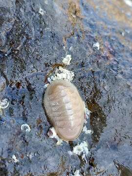 Image of Leptochiton algesirensis (Capellini 1859)