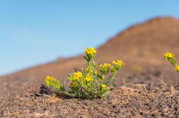 Image of Arnebia guttata Bunge