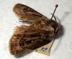 Image of Agrotis fatidica Hübner 1824