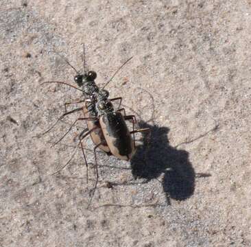 Слика од Eunota circumpicta circumpicta (La Ferté-Sénectère 1841)