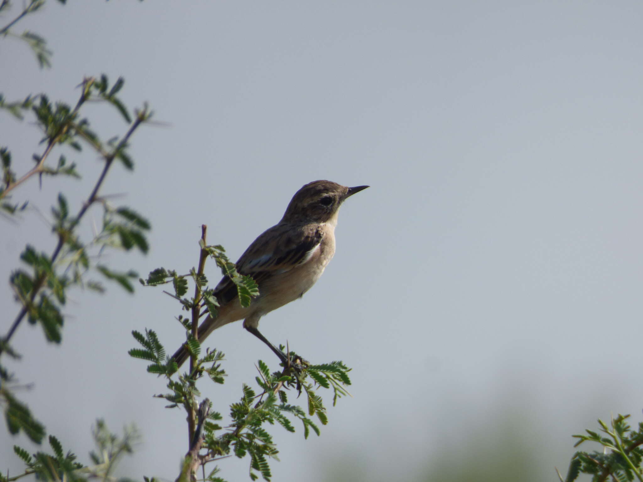 Saxicola macrorhynchus (Stoliczka 1872) resmi