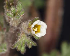 Image of sticky phacelia