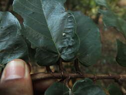 Image of Pterospermum diversifolium Bl.