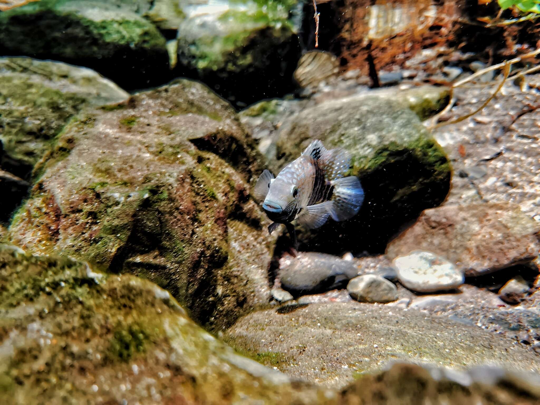 Image of Lowland cichlid