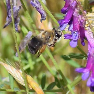 Image of Eucera frater (Cresson 1879)