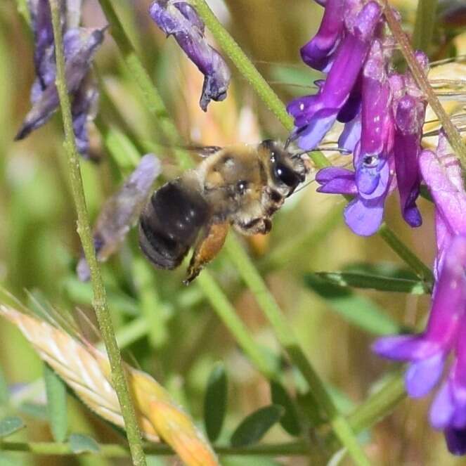 Image of Eucera frater albopilosa (Fowler 1899)