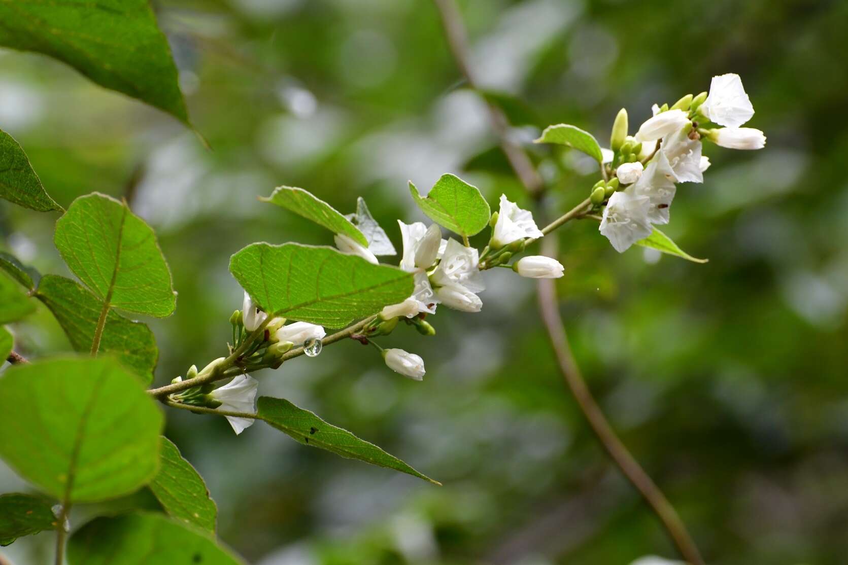 Слика од Jacquemontia nodiflora (Desr.) G. Don