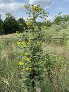 Image of Old Cahaba rosinweed