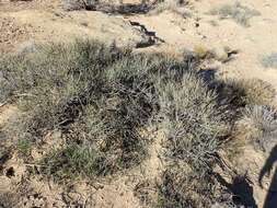 Image of Gray Ephedra