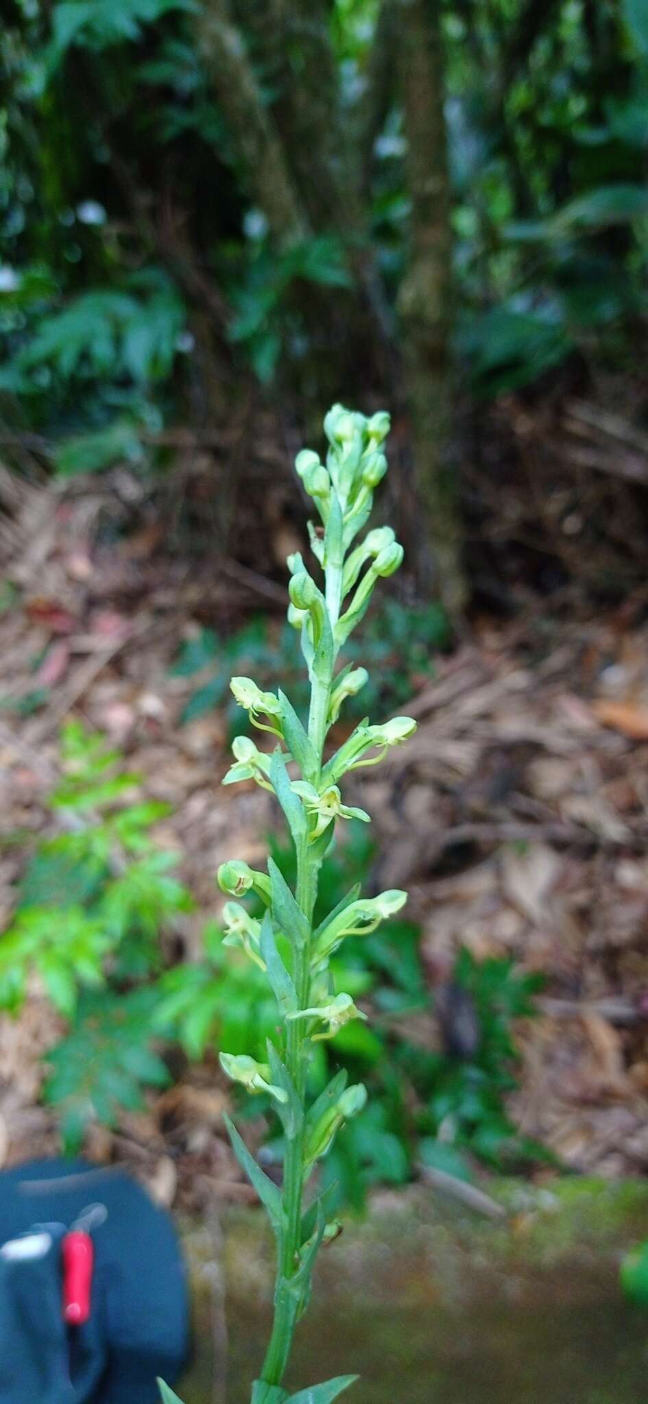 Sivun Habenaria josephensis Barb. Rodr. kuva