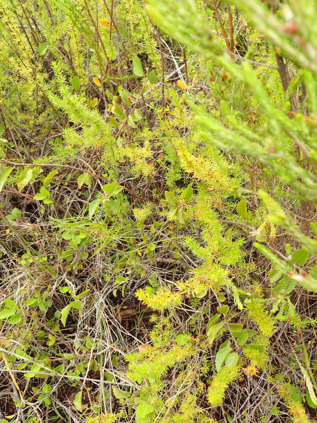 Imagem de Cliffortia filifolia var. arenaria C. Whitehouse