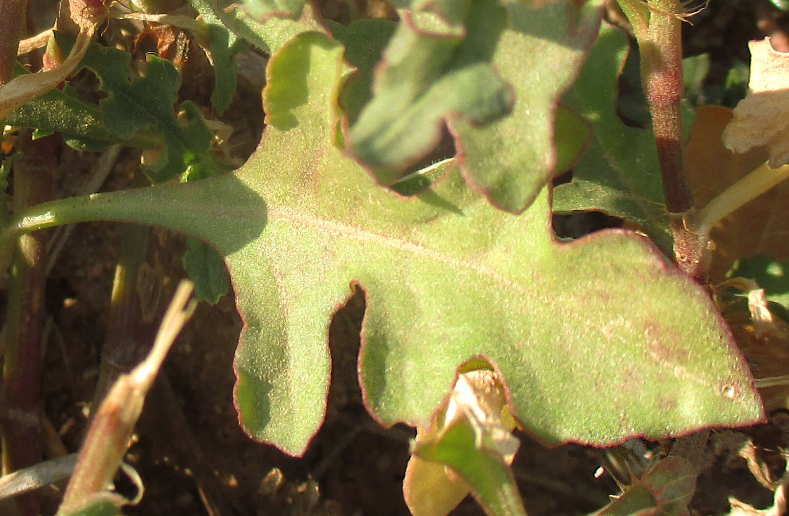 Image de Oxygonum sinuatum (Hochst. & Steud. ex Meisn.) Damm.