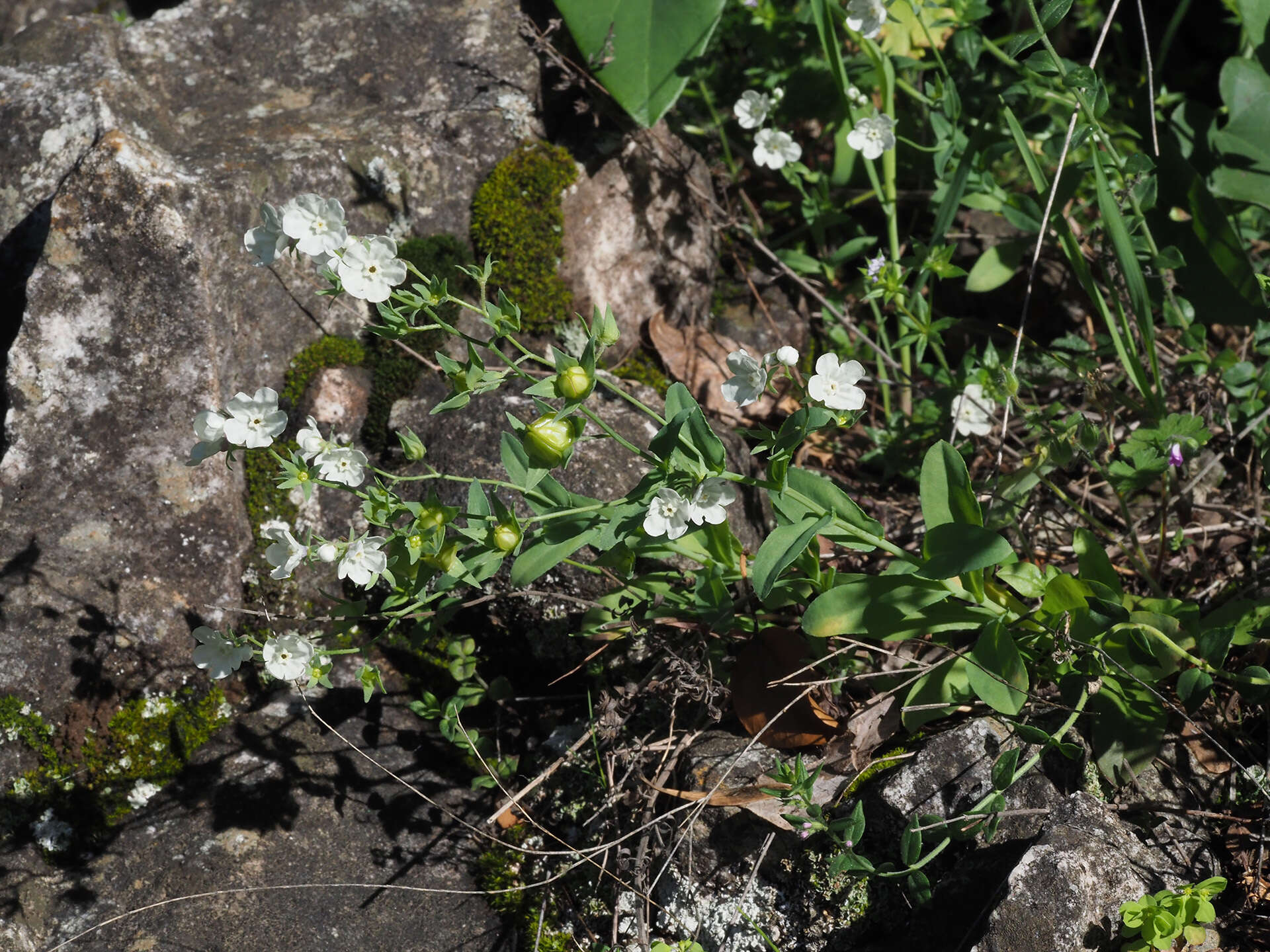 Image of Iberodes commutata (G. López) Serrano, R. Carbajal & S. Ortiz