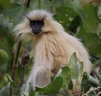 Image of Gee's Golden Langur