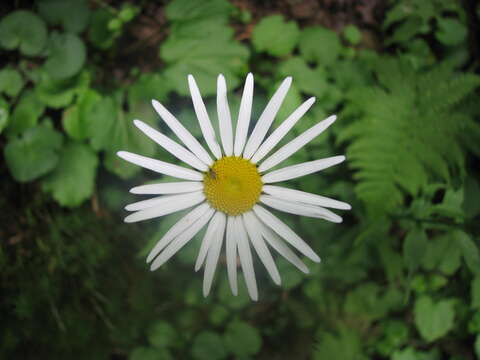 Слика од Leucanthemum rotundifolium (Willd.) DC.