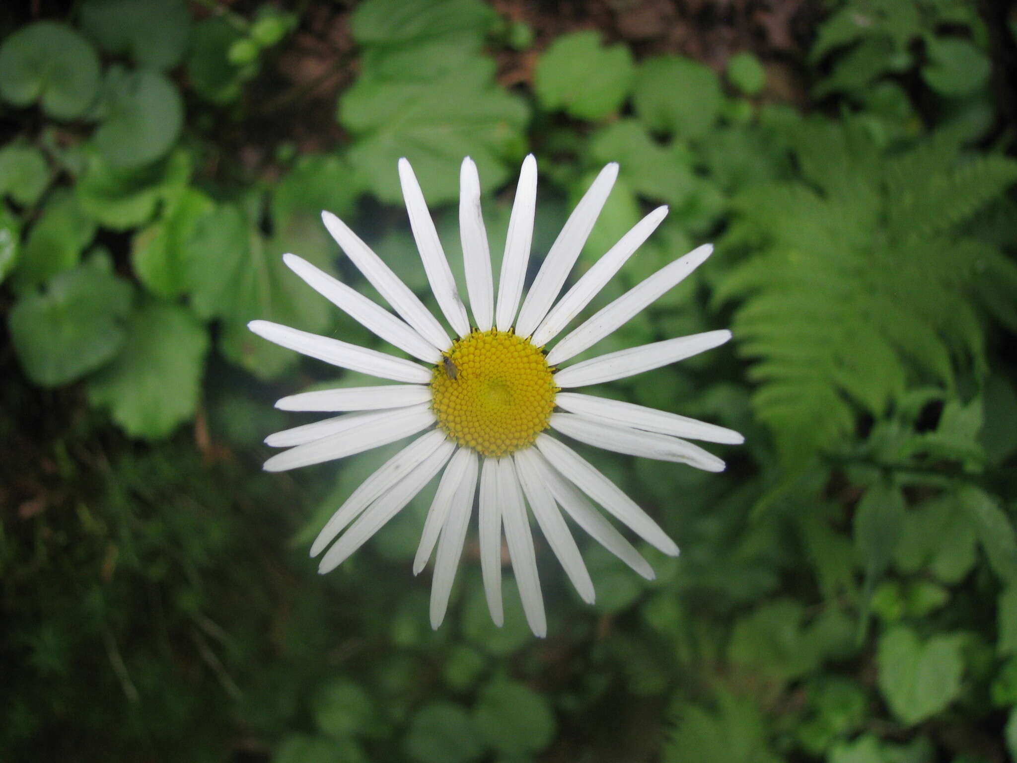 Image of Leucanthemum rotundifolium (Willd.) DC.