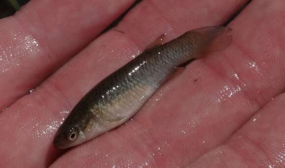 Imagem de Fundulus sciadicus Cope 1865