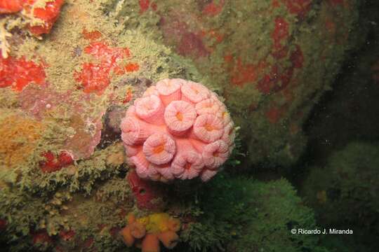 Image of Orange Cup Coral