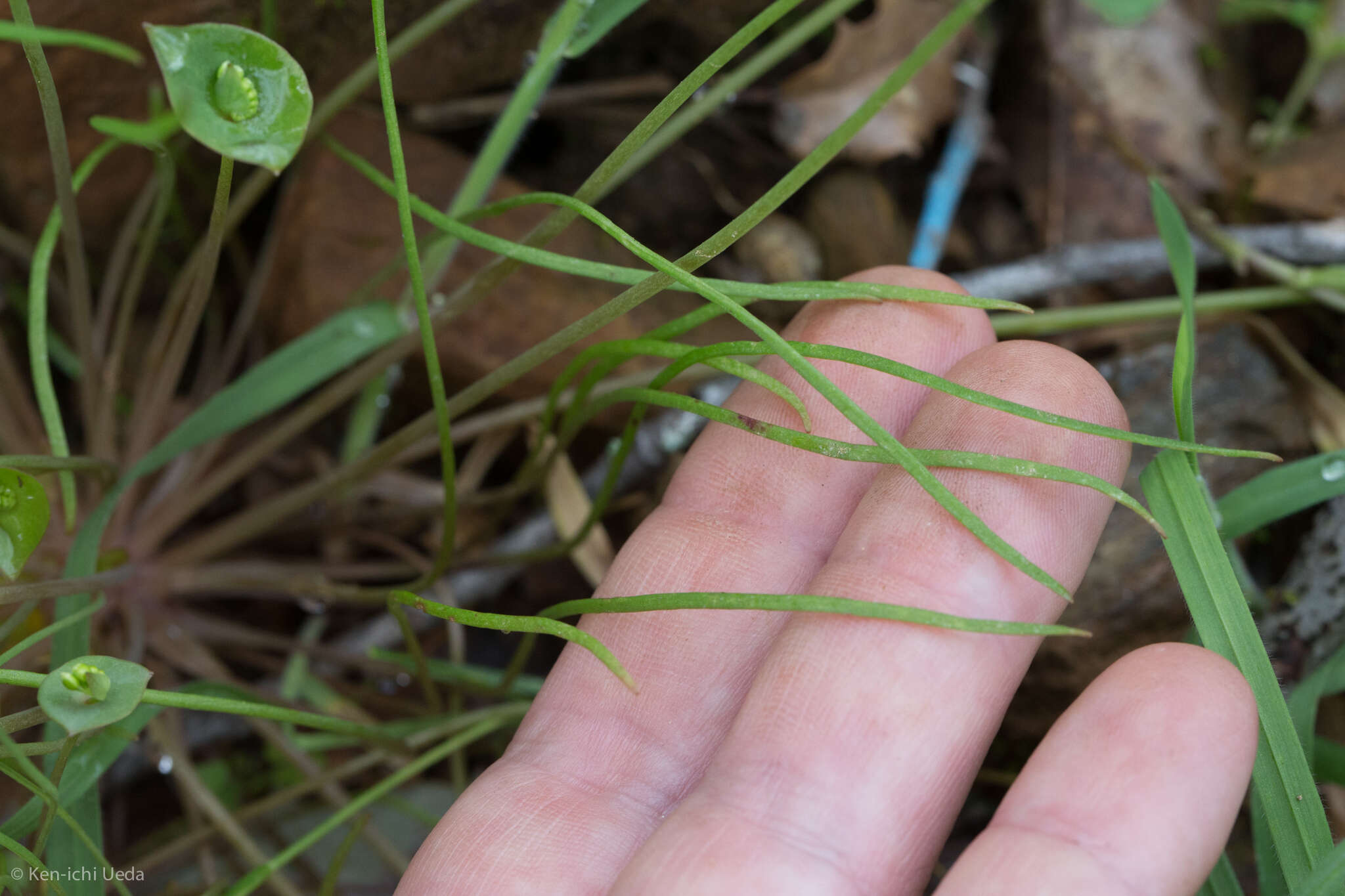 Image of streambank springbeauty