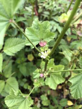 Image of Malva cathayensis M. G. Gilbert, Y. Tang & Dorr