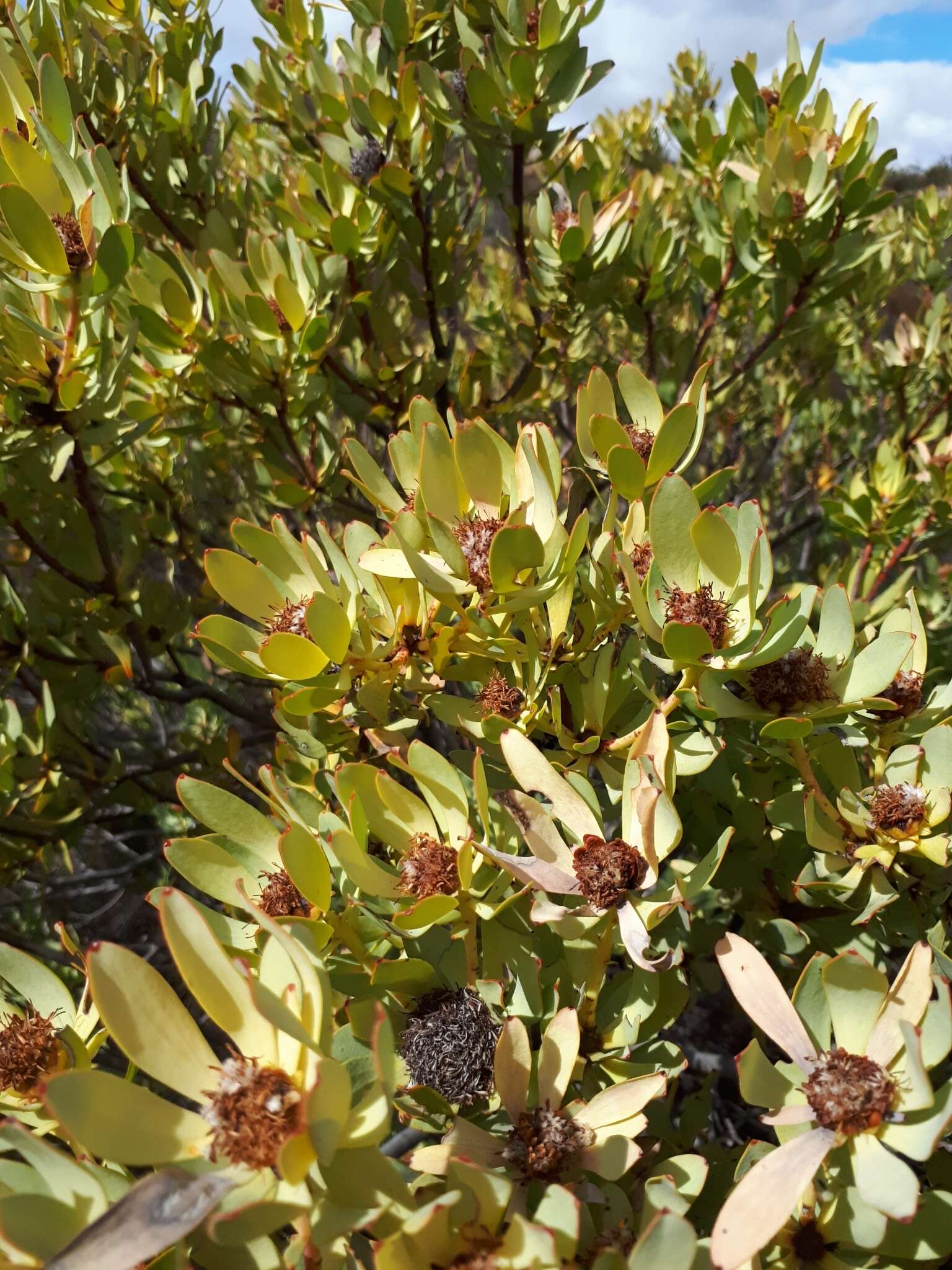 Image de Leucadendron roodii Bolus