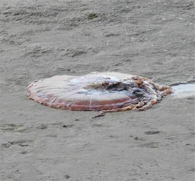 Image of sea nettle