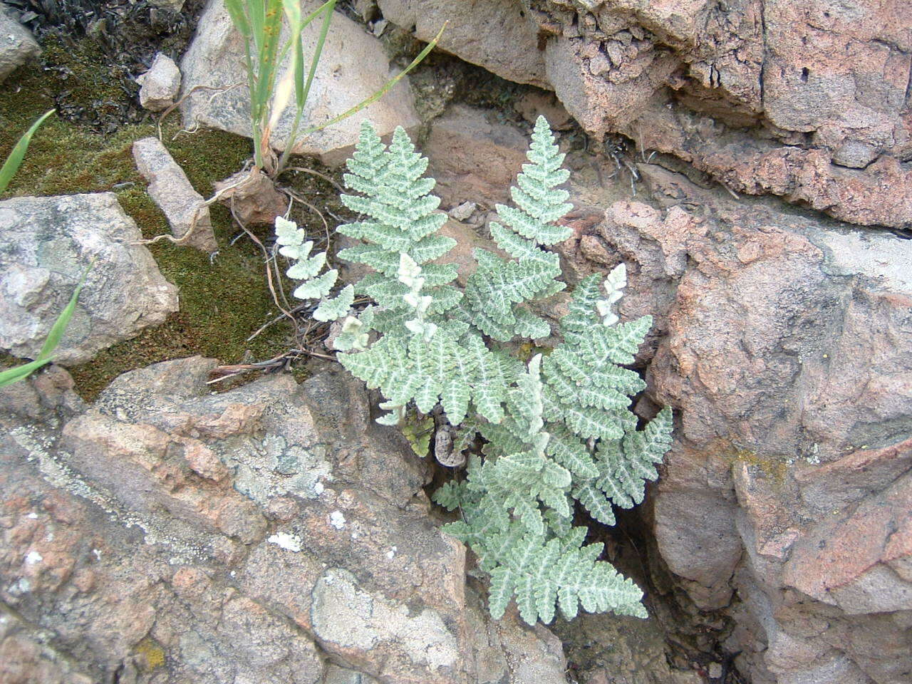 Image de Myriopteris newberryi (D. C. Eat.) Grusz & Windham