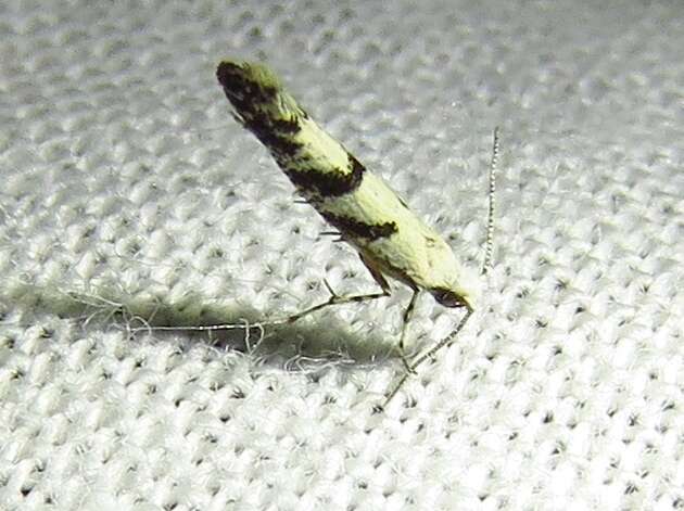 Image of Argyresthia austerella Zeller 1873