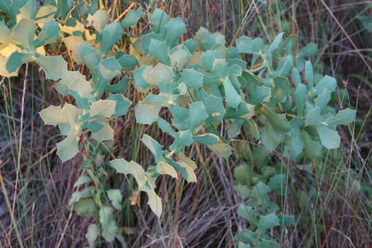 Image of Hakea prostrata R. Br.