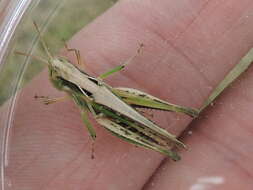 Image of Orphulella speciosa (Scudder & S. H. 1862)