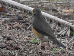 Image of African Thrush