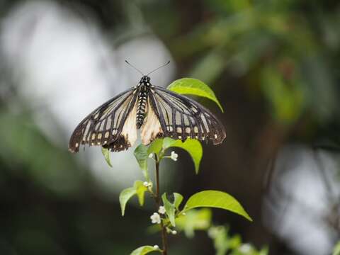 Image of <i>Papilio agestor</i>