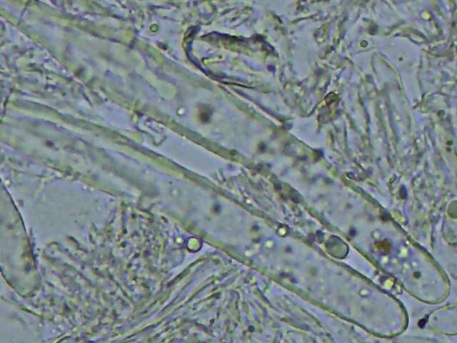 Слика од Radulomyces