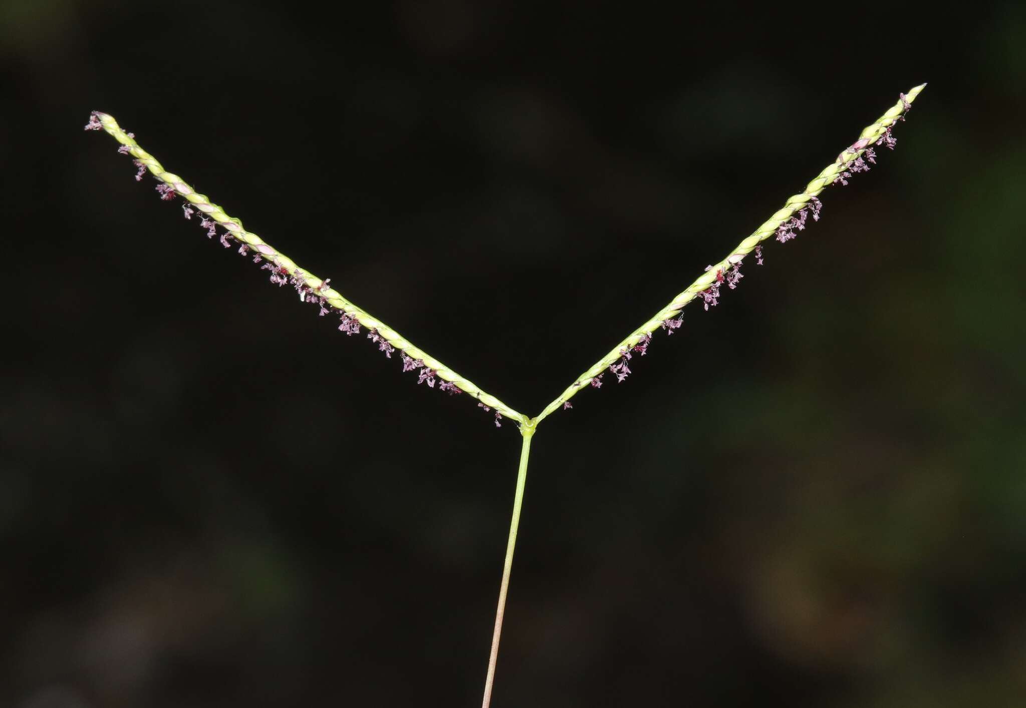 Image of yellow crabgrass