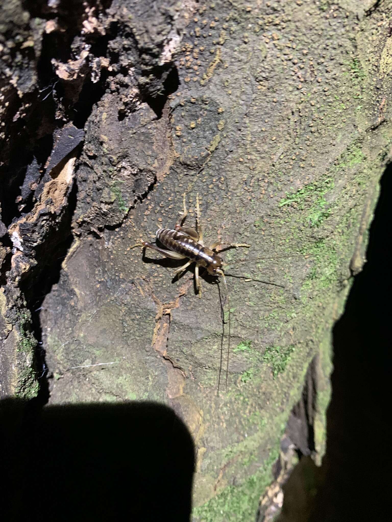 Image of Hemiandrus maia Taylor Smith, Morgan-Richards & Trewick 2013