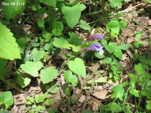 Image of Meehania urticifolia (Miq.) Makino