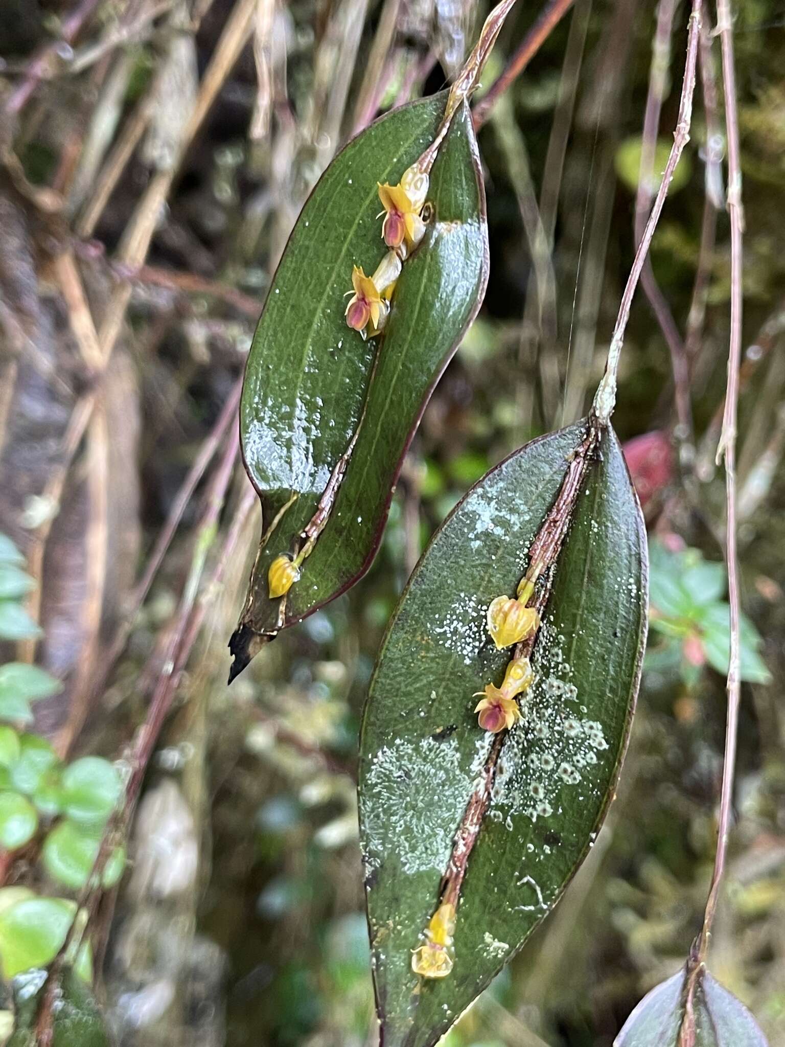 Image of Lepanthes mucronata Lindl.