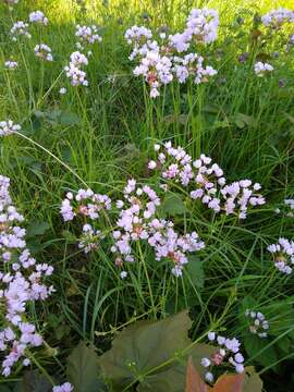 Image of Allium roseum L.