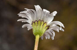 Image of Brachyscome sinclairii Hook. fil.