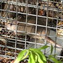 Image of Kimberley Rock Rat