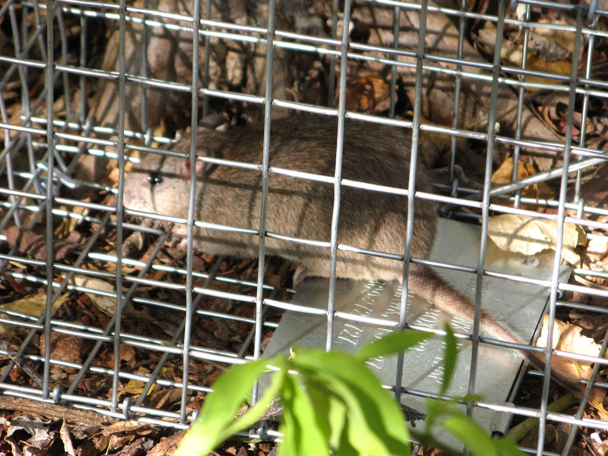 Image of Kimberley Rock Rat