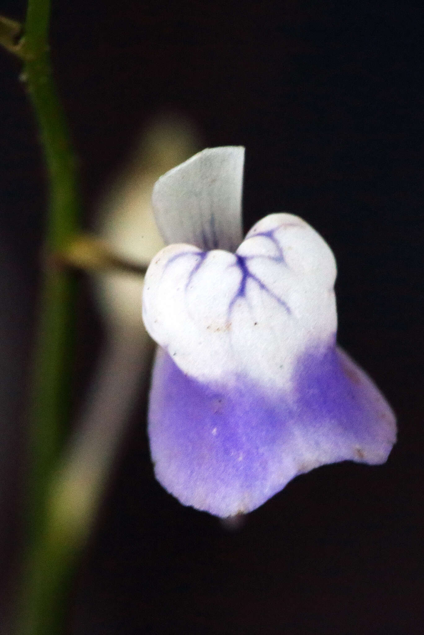 Image de Utricularia heterosepala Benj.
